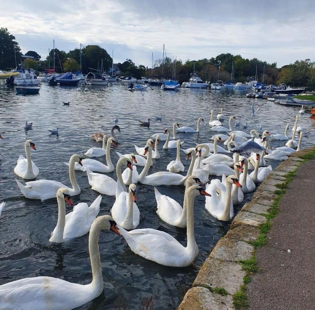 דירות קרייסטצ'רץ' Mudeford Swans מראה חיצוני תמונה